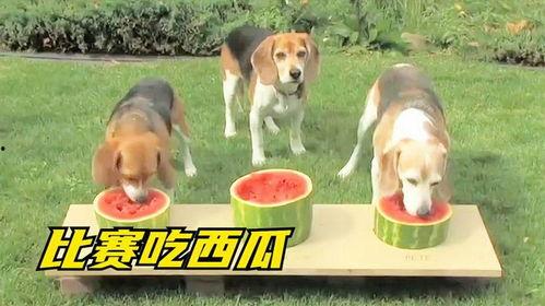 小狗比赛吃瓜,小狗比赛吃瓜，欢乐无限