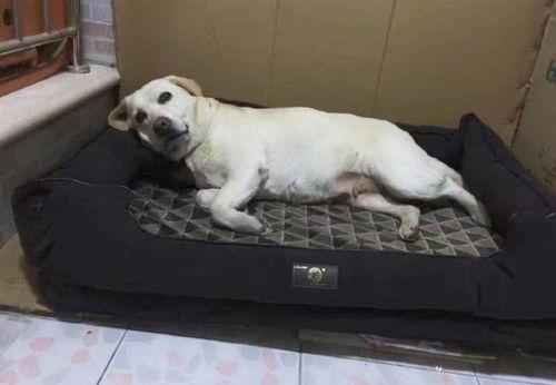 警犬吃瓜事件图片,一场关于警犬福利的探讨