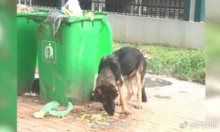 警犬吃瓜事件图片,一场关于警犬福利的探讨