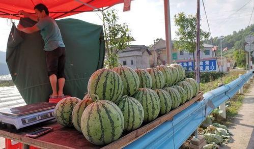 庵埠公园吃瓜事件,一场引发热议的公共道德风波