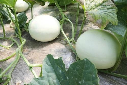 玉菇瓜什么瓜怎么吃,探索美味与营养的完美结合