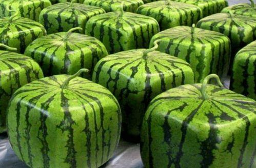 中国著名在线吃瓜,网络时代的全民娱乐现象