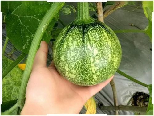 小龟苗吃瓜,小龟苗的夏日瓜果盛宴