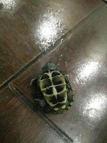 小龟苗吃瓜,小龟苗的夏日瓜果盛宴