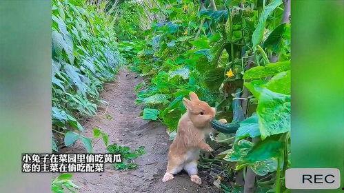 菜园吃瓜小技巧,轻松掌握小技巧，夏日美味尽享