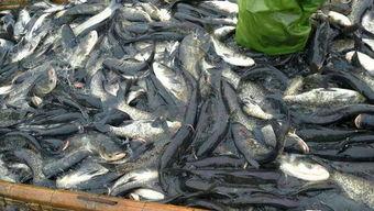 吃瓜养鱼大户,揭秘绿色生态养殖新潮流