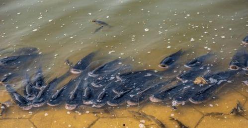 吃瓜养鱼大户,揭秘绿色生态养殖新潮流