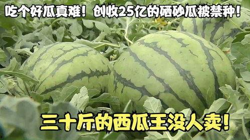 吃瓜员工好难吗,职场生存挑战与应对策略