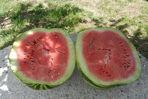 梦到瓜地里吃瓜,瓜地寻味，瓜果飘香之旅