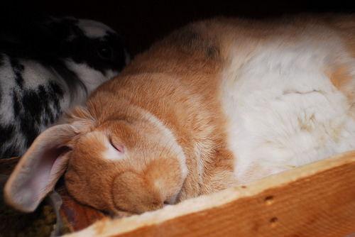 兔免费吃瓜资,免费吃瓜背后的故事