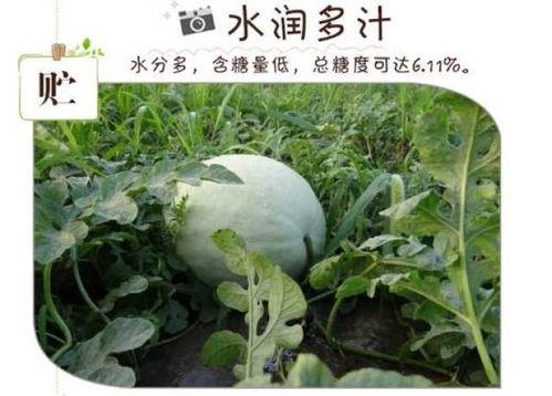 白瓜直接吃,直接食用尽享清新滋味