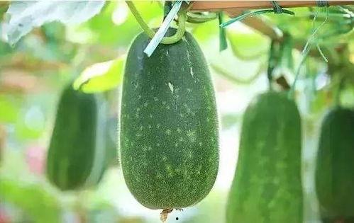 吃瓜排湿气吗,揭秘夏日消暑养生新选择